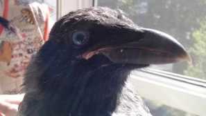 Како voronenok најде нова себе